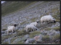 Owce, Kamienie, Góry, łąka